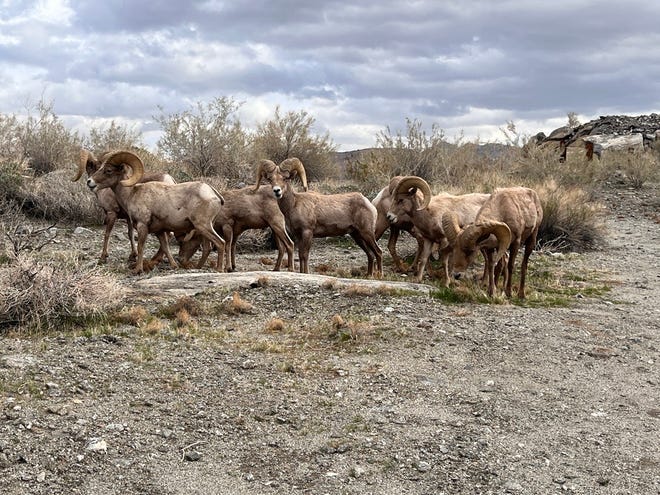 Bighorn sheep graze near the South Lykken Trail in Palm Springs on Monday, January 9, 2023.