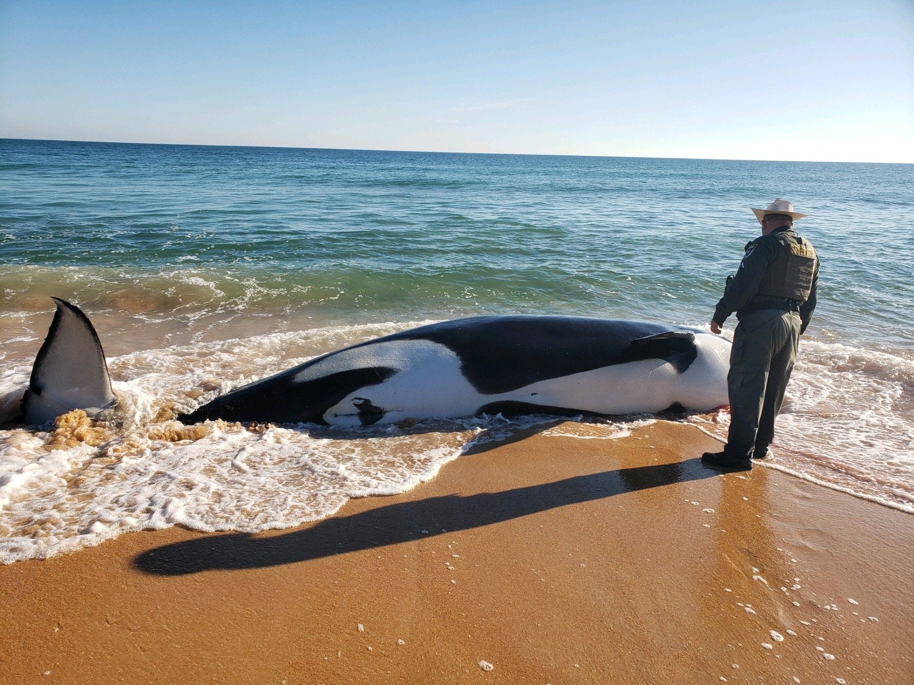 Orca whale dies on Florida shore after killer whale beaches itself