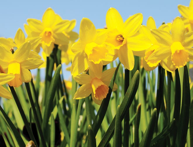 The American Cancer Society is taking orders for daffodils now through Feb. 21. Flowers arrive the week of March 20.