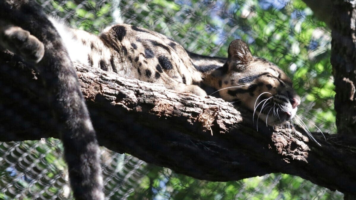 Missing clouded leopard found after shutting down Texas' largest zoo
