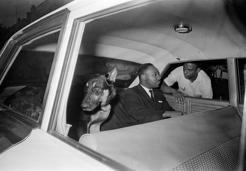 Dr. Martin Luther King, Jr. rides in the back seat of a police car with a police dog as he is returned to jail in St. Augustine, Fla., after testifying before a grand jury investigating racial unrest in the city, June 12, 1964.  Andrew Young is seen outside the car. (AP Photo)