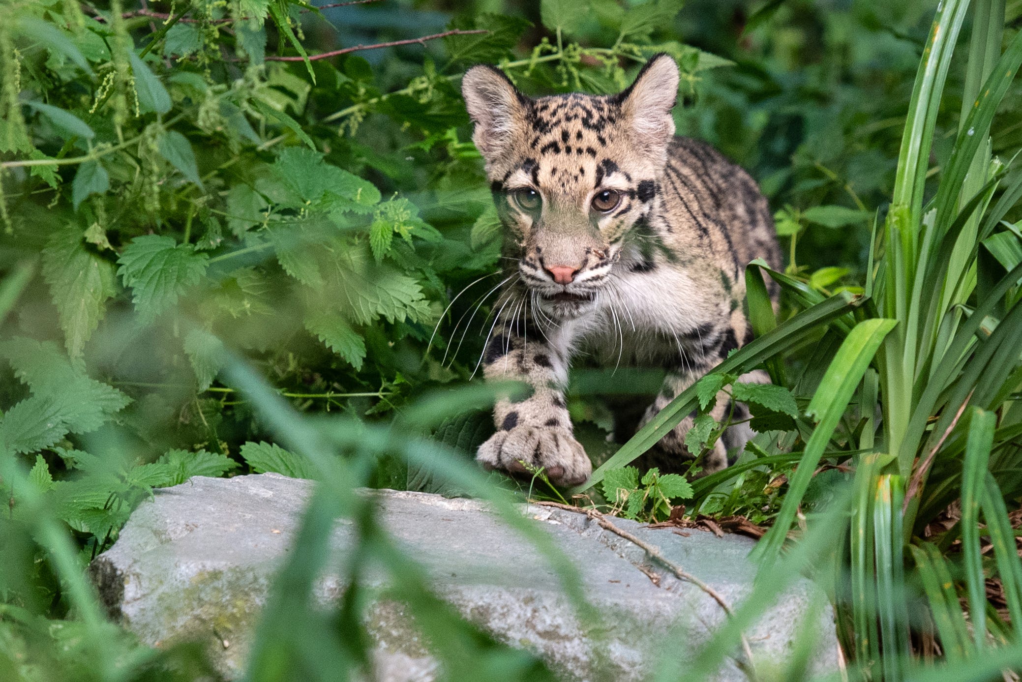 Dallas Zoo shuts down as police look for escaped clouded leopard