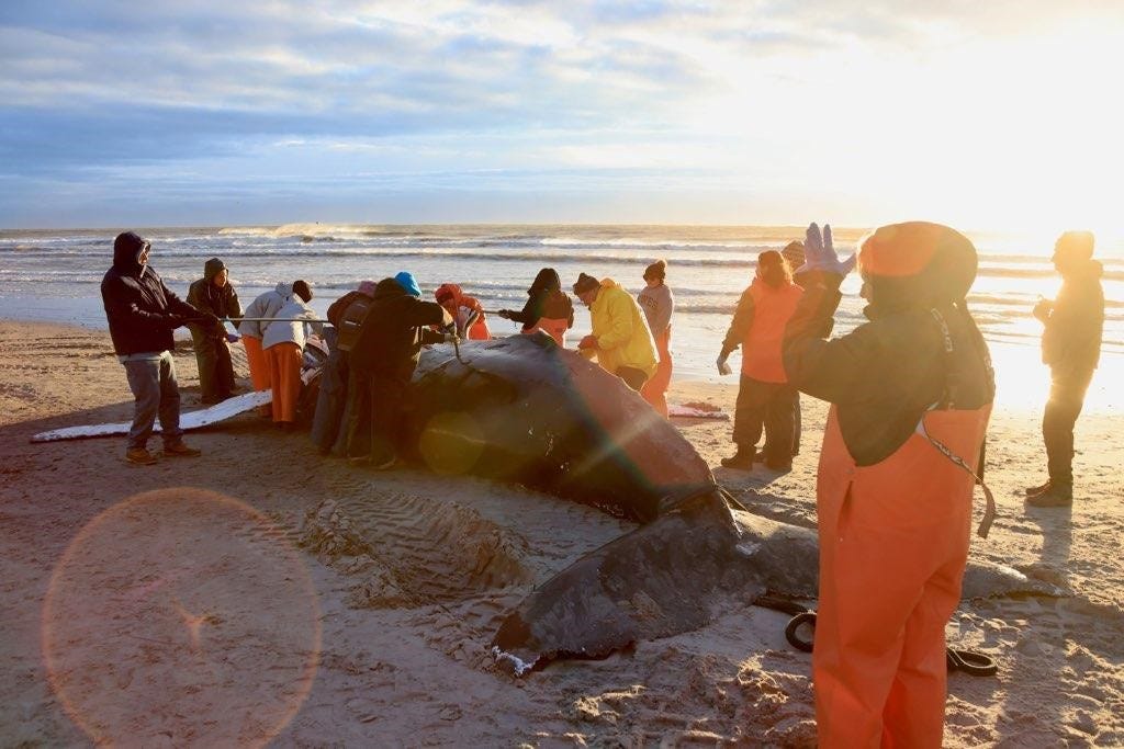 Whale deaths along East Coast prompt 12 NJ mayors' call for offshore wind farm moratorium