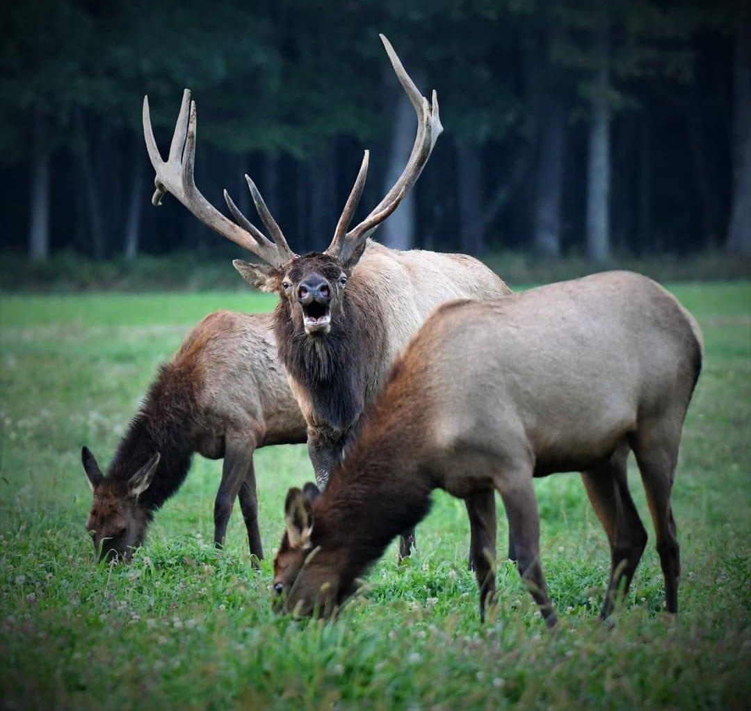 Elk hunting in Pennsylvania, how to get an elk tag, where elk live