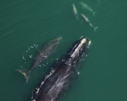 The North Atlantic right whale Spindle and her newest calf were spotted on Jan. 7 off St. Catherine’s Island, Georgia. But her previous calf, born in 2019, was seen heavily entangled in traditional fishing gear on Jan. 8 off North Carolina.