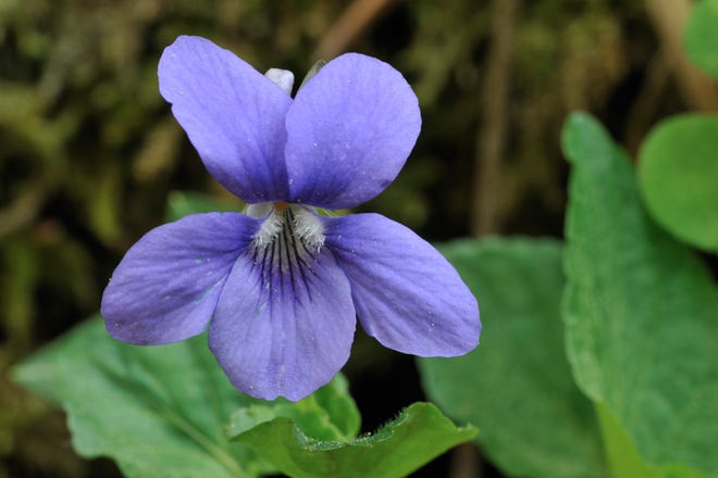 The wood violet is Wisconsin's state flower.