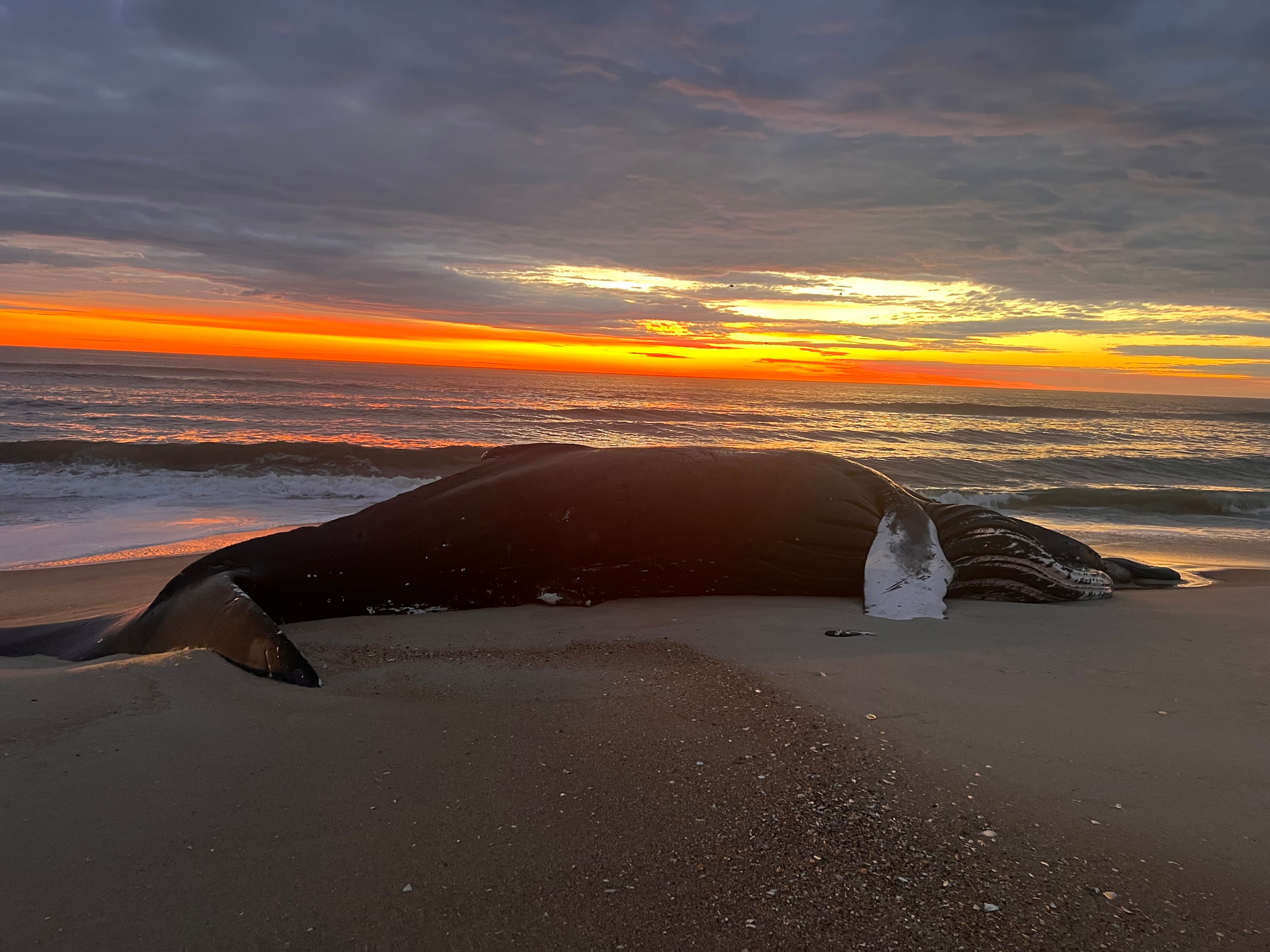 Dead whales keep washing up along the East Coast. What's going on?