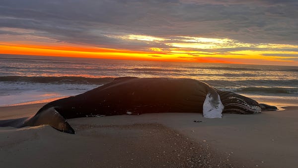 A dead humpback whale was found on the beach at As