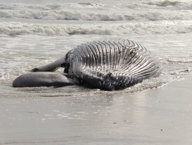 A dead humpback whale lies in the surf in Brigantine N.J., on  Jan. 13, 2023.