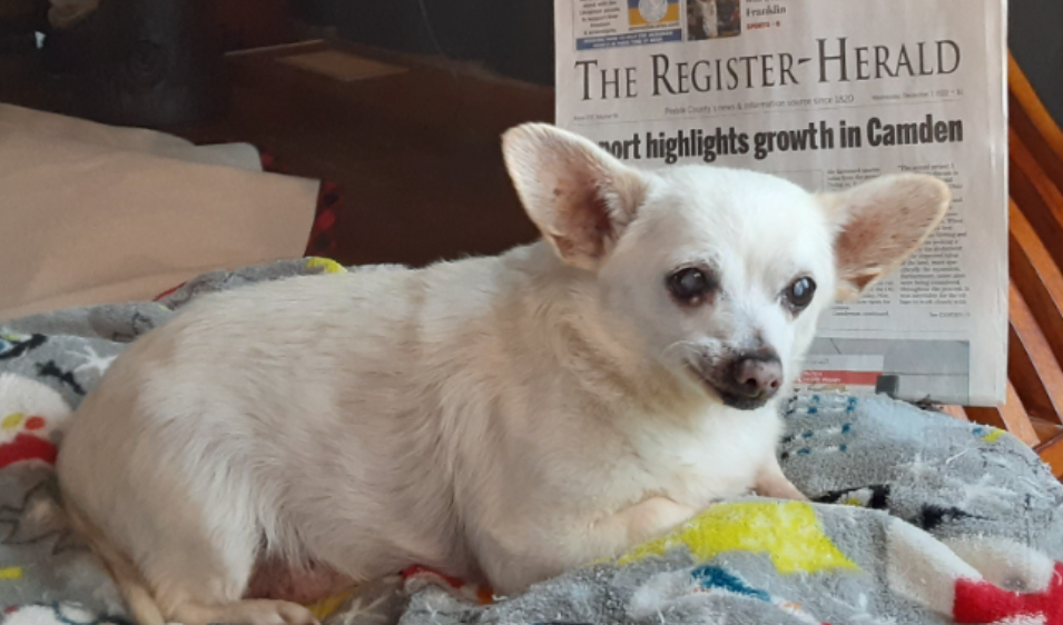 The world's oldest living dog, a chihuahua named Spike, takes Guinness World Record