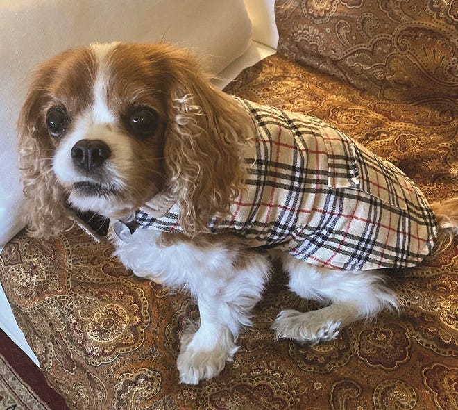 Pet health insurance doesn't cover preexisting conditions, but covering seniors before chronic conditions develop can save you big bucks over time.