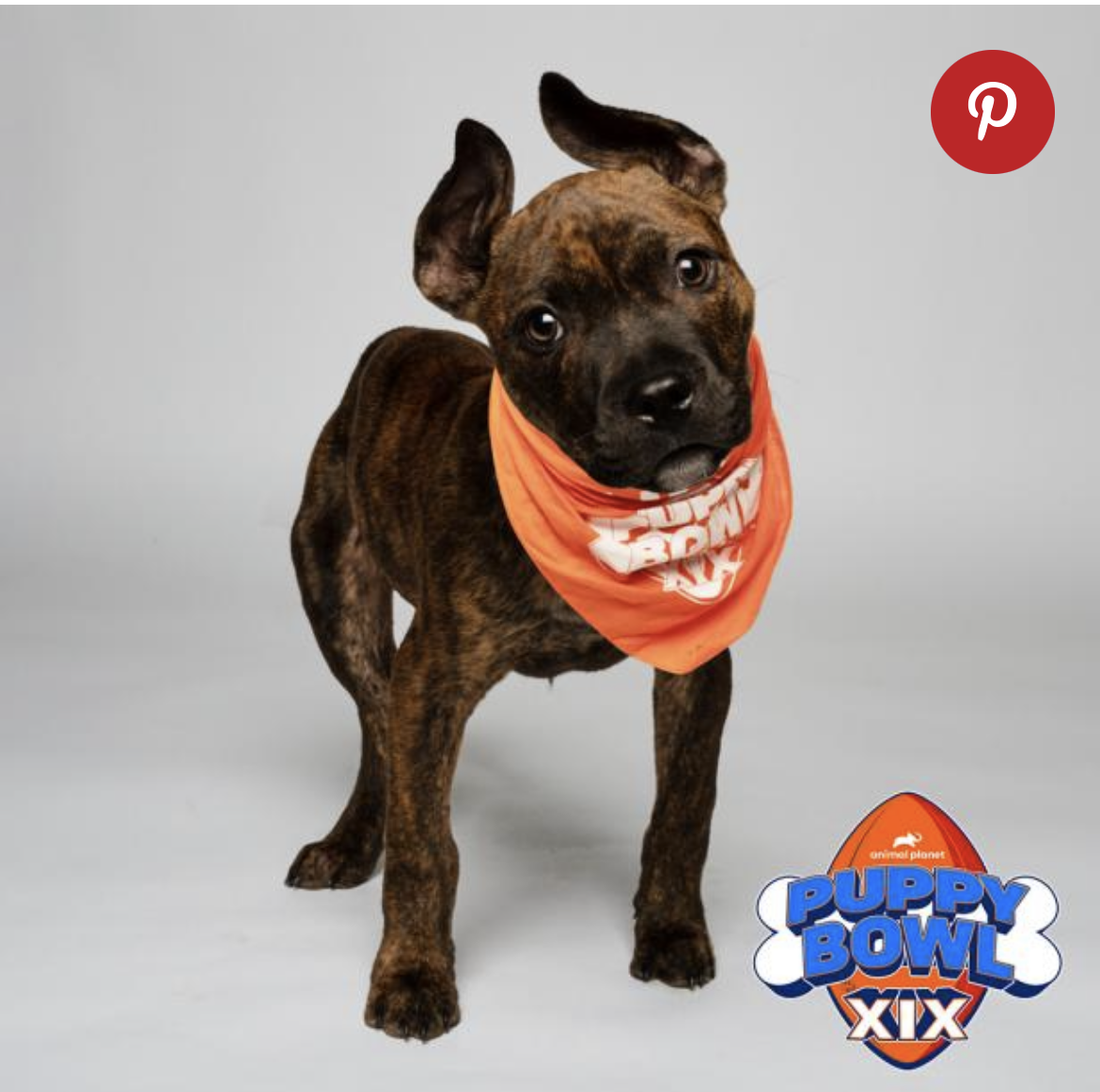 See video of Indiana's Puppy Bowl superstar Little Mighty and owner See video of Indiana's Puppy Bowl superstar Little Mighty and owner