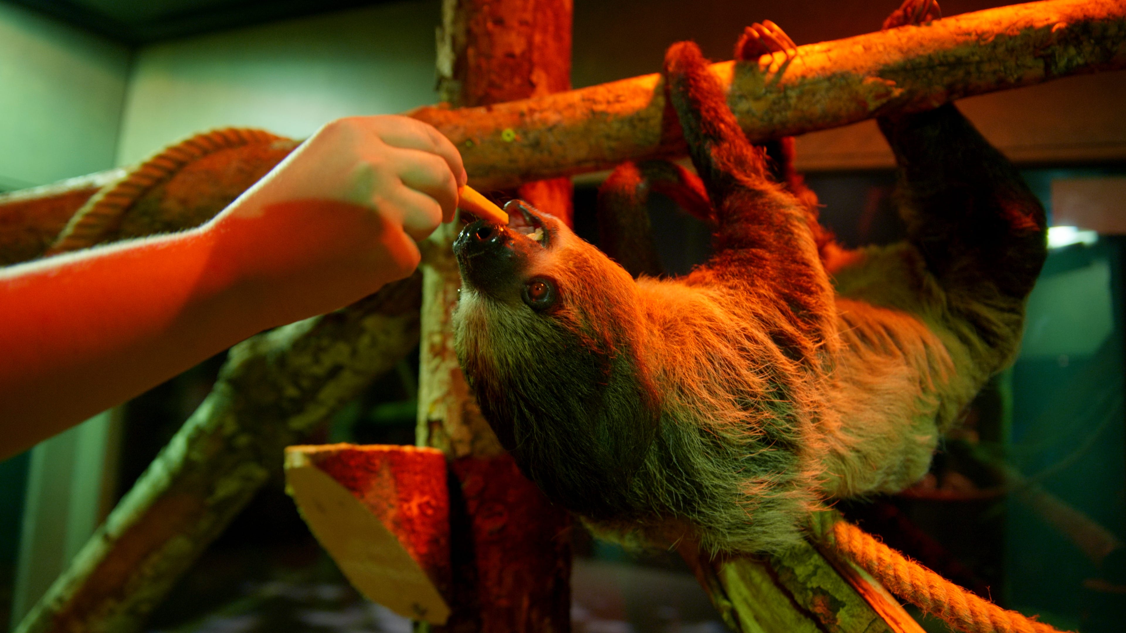 Milwaukee Public Museum features live animals in 'Slowest' exhibit Milwaukee Public Museum features live animals in 'Slowest' exhibit