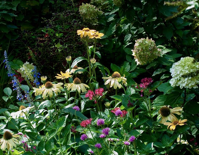 This corner of the bed debuted in September with Limelight Prime Hydrangea, Melon Coneflower Color Code One, Sunstar Red Pentas, Truffle Pink Gomphrena and Rockin' Playin' the Blues Salvia.