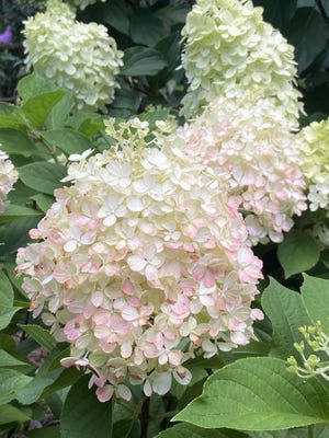 Try the Limelight Prime hydrangea for your home garden