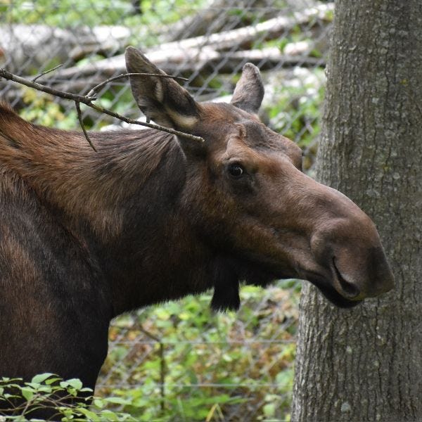 NEW Zoo mourns loss of Matilda, its 'sweet old lady moose' NEW Zoo mourns loss of Matilda, its 'sweet old lady moose'