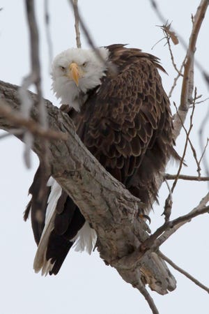 A bald eagle is perched in a tree on Catawba Island. One of the eagle pair known locally as the "Nagoya Eagles", they can be seen fishing and flying over the Que Restaurant, on Catawba Island.
