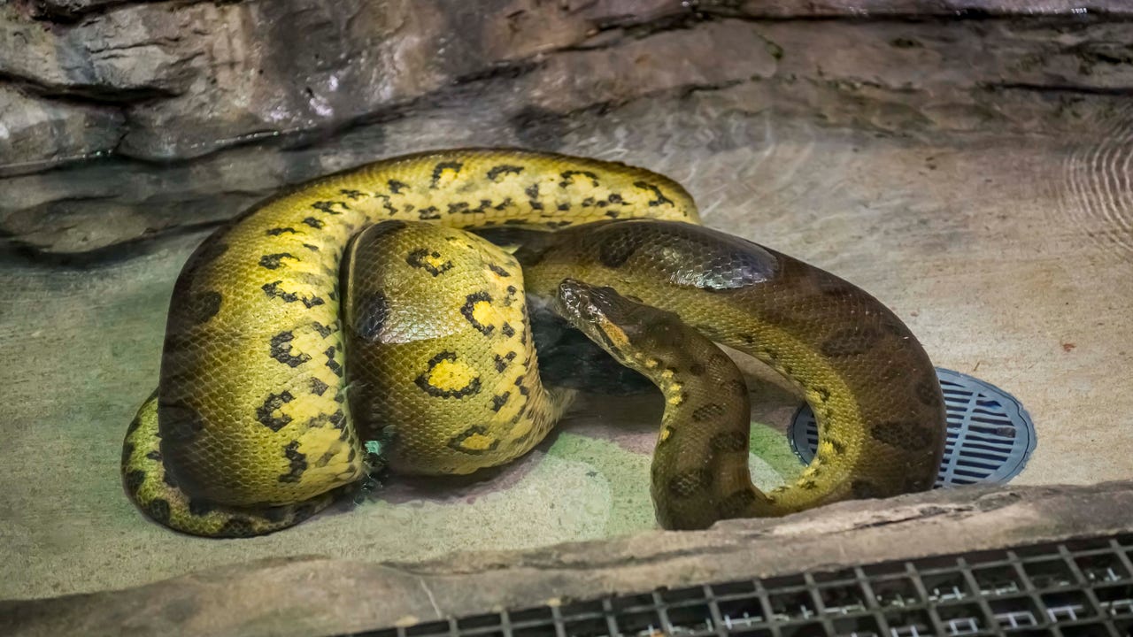 Milwaukee County Zoo's new 15-foot anaconda is its longest snake ever
