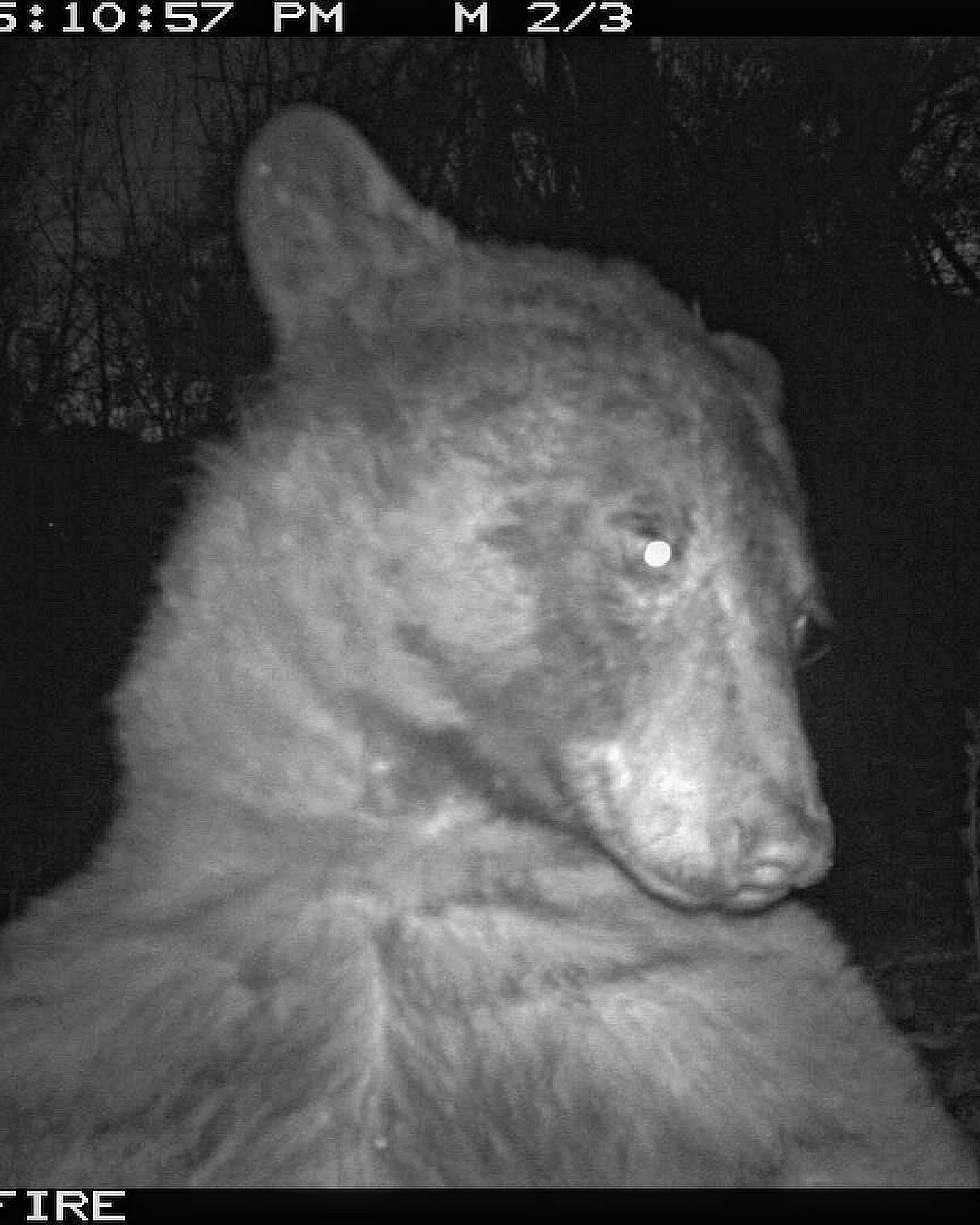 Bear takes 400 selfies on Colorado wildlife cam in Boulder Open Space