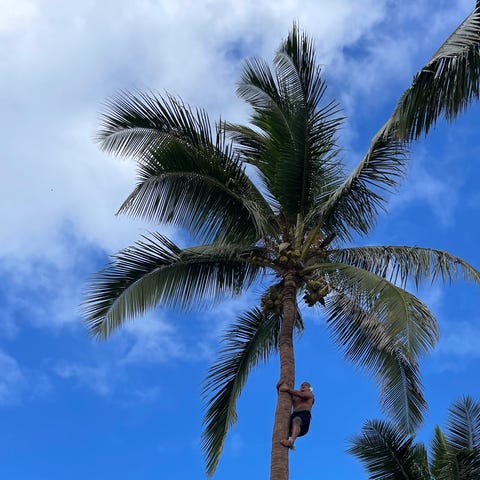At the Samoan village, workers climb coconut trees