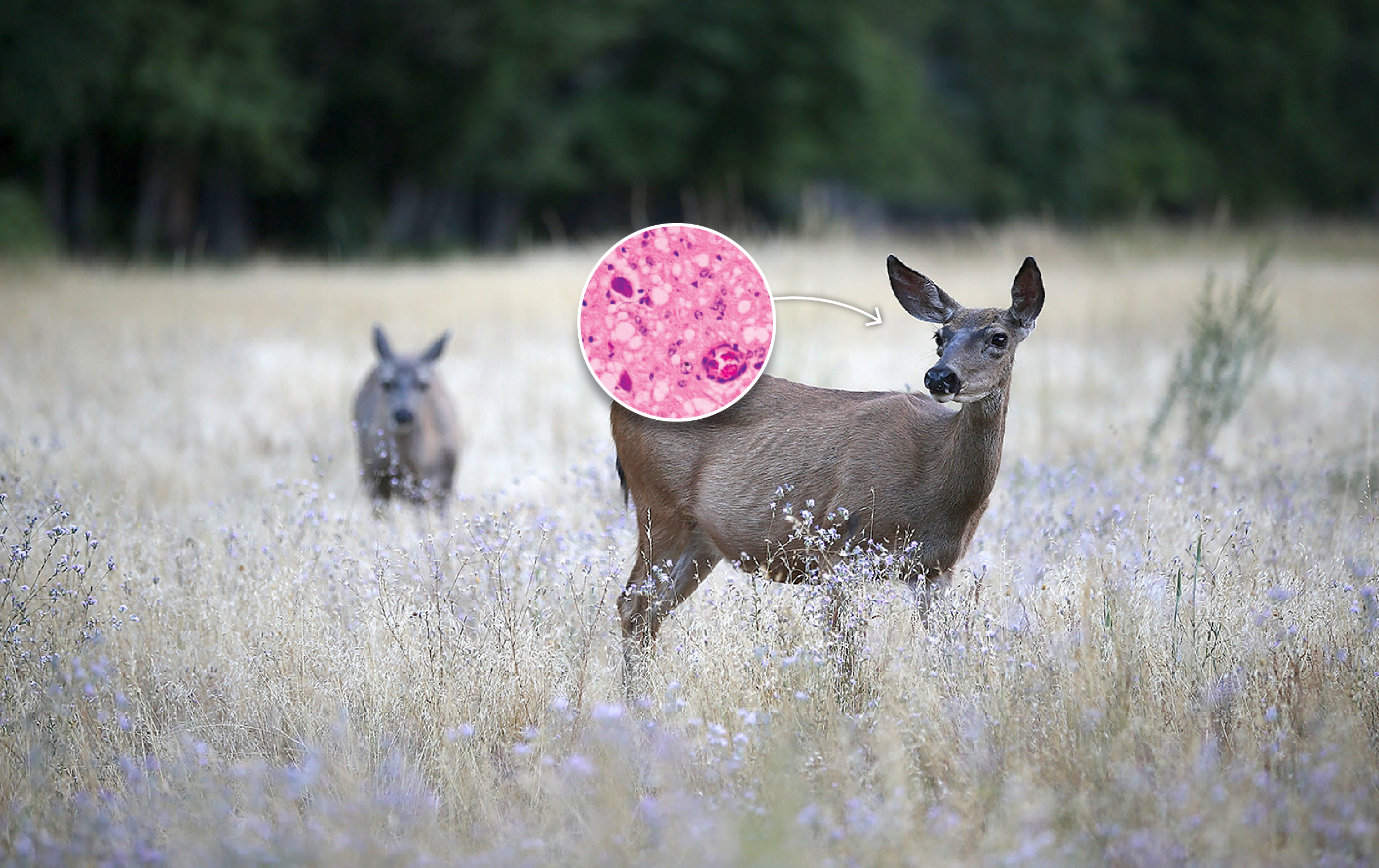 'Zombie deer,' or chronic wasting disease, is expanding in the US. Here's what to know.