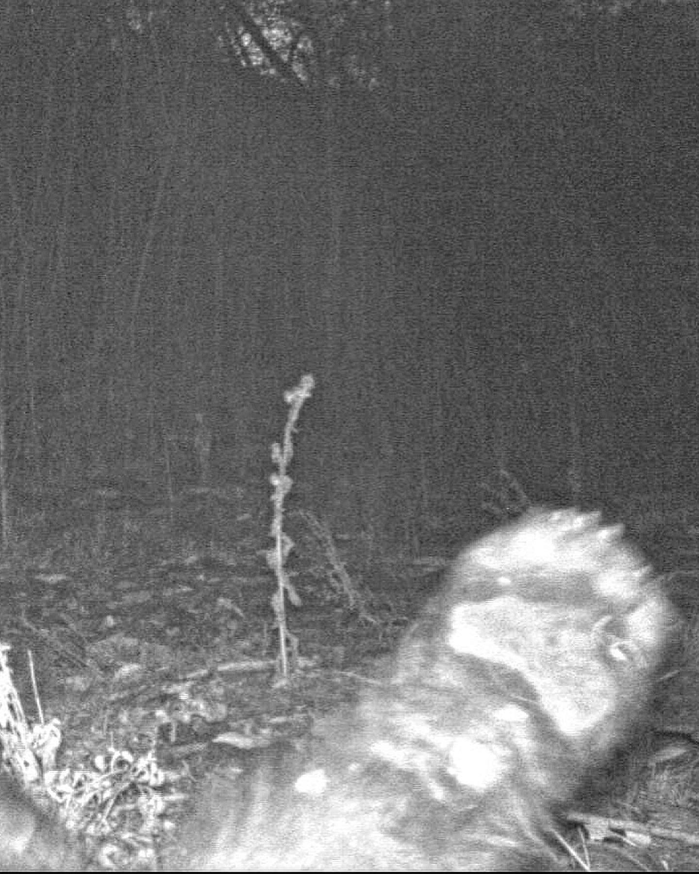 A bear captured on a wildlife camera in November 2022 in Boulder, Colorado.