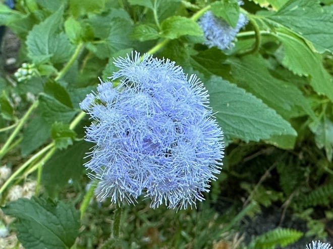 Blue mistflower is a small native perennial that will add color to any garden.