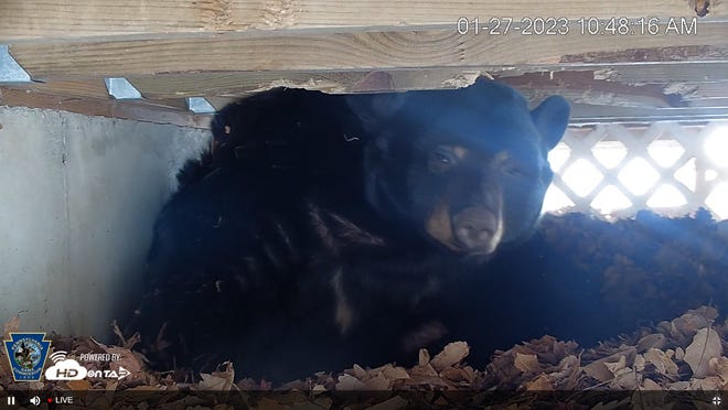 A black bear in Pike County looks toward a livestreaming camera on Jan. 27, 2023.