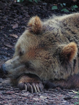 Celebrate "Hibernation Day" on Feb. 4 at the EcoTarium.