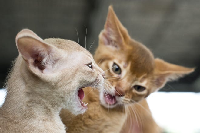 What feline behavior leads to cat fights?