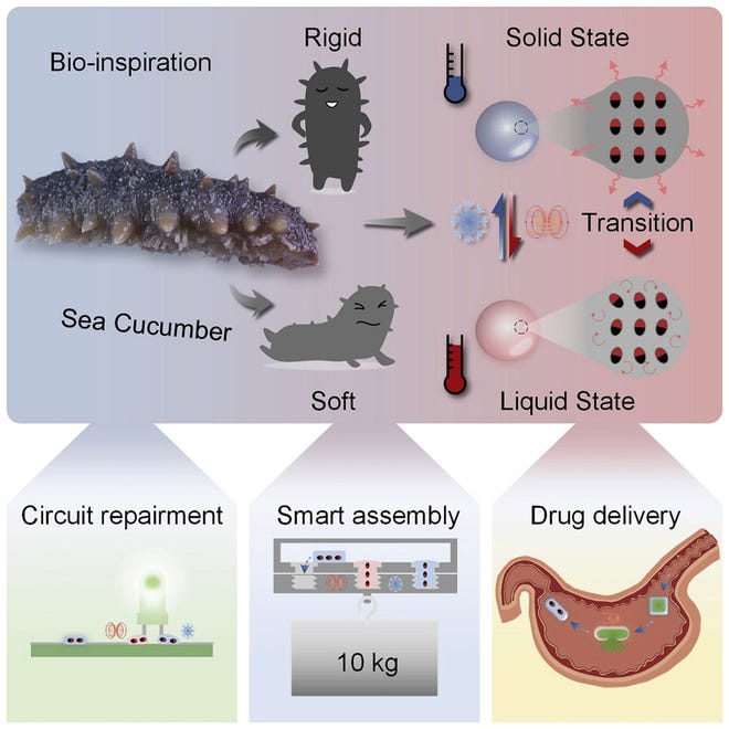 Liquid Humanoid Robot Transformed into LEGO Shape 2 Photograph of a sea cucumber and schematic illustration of its stiffness-modifying behavior.