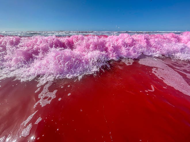 Pink-dyed waves that are part of UC San Diego’s Scripps Institution of Oceanography and the University of Washington's Plumes in Nearshore Conditions study. The research will allow the team to look at how small freshwater outflows interact with the surf zone.