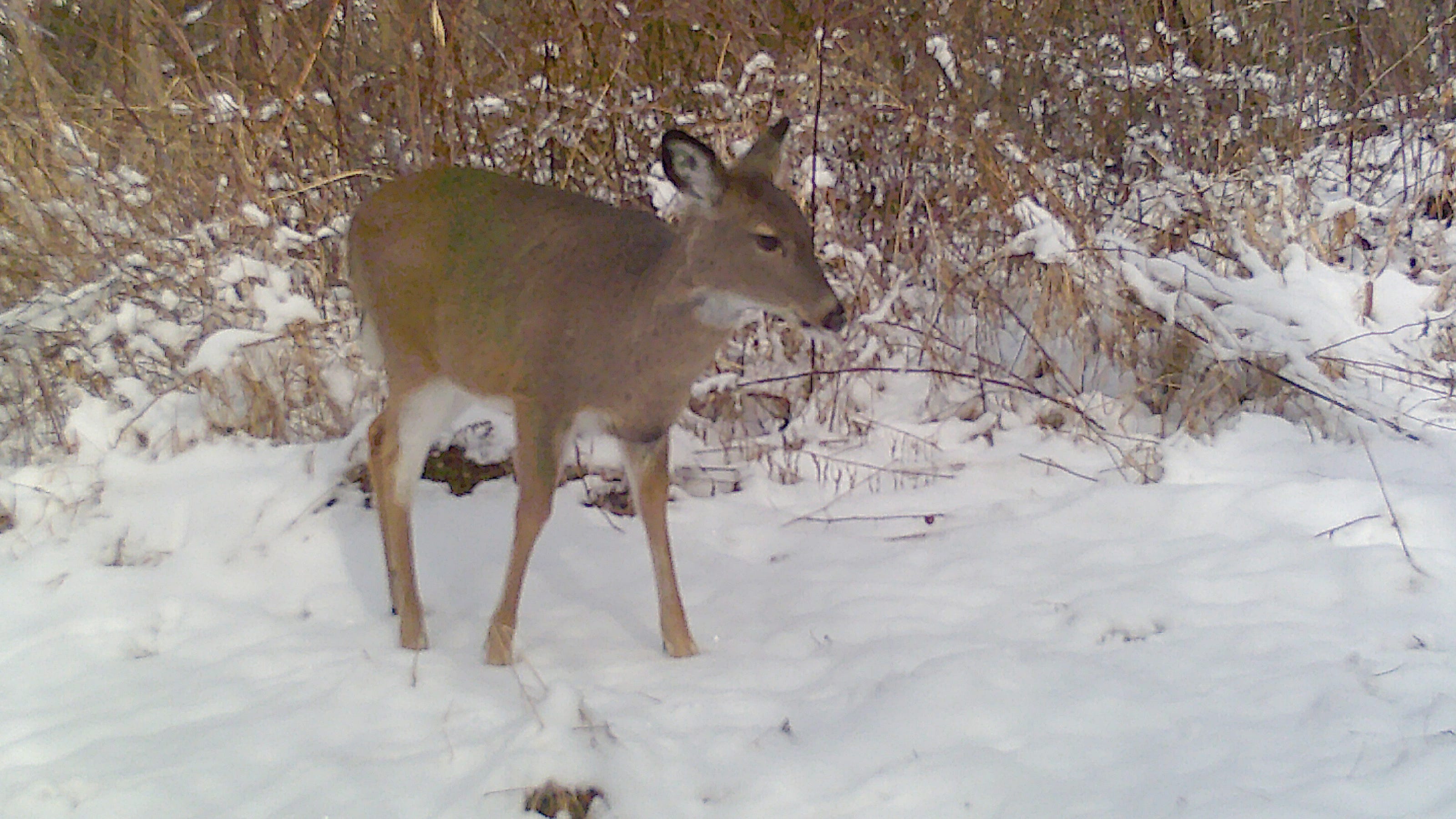Pennsylvania hunting seasons, purchasing antlerless deer licenses