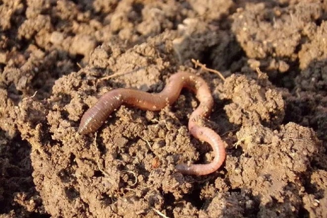 Earthworms provide many benefits to healthy productive soils.