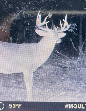Scott Rodgers' wildlife cam captured this trophy buck five separate nights in 2022.  He never thought he would have a shot at the stag in early 2023 during hunting season.