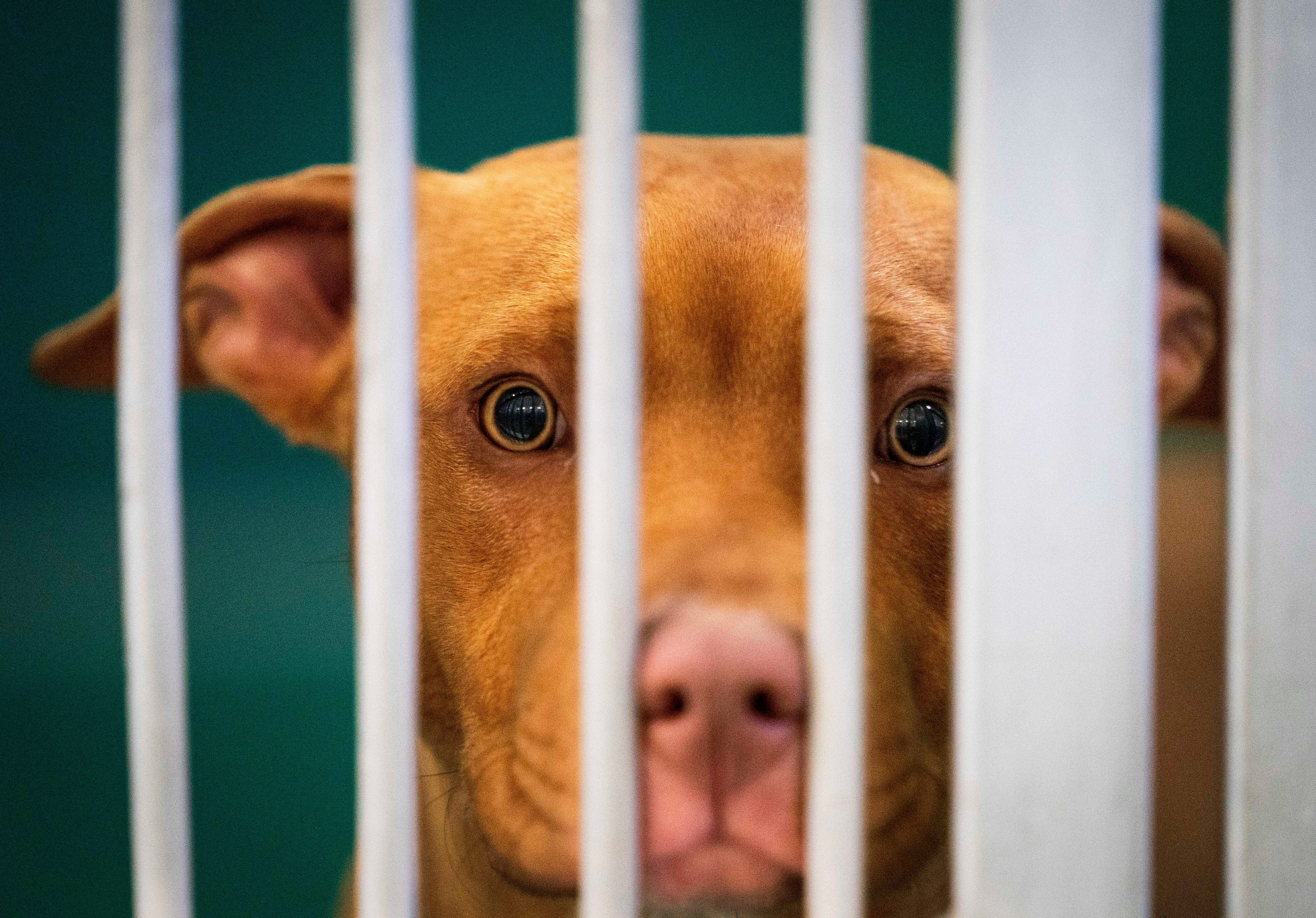 Palm Beach County animal shelters 'in crisis' as people give up pets