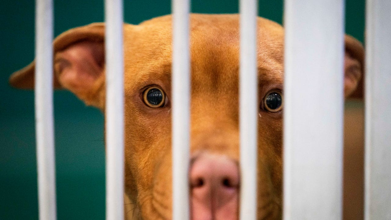 Animal Control: How to adopt or surrender a pet in Palm Beach County