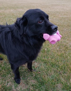 Opie is a Border Collie/Austrian Shepherd mix looking for a new home.