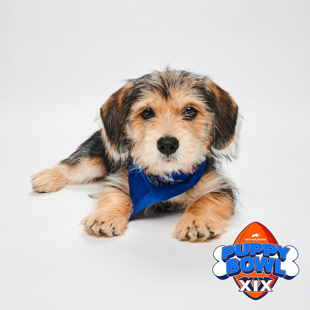 Puppy Bowl 2023 will feature these 2 Arizona rescue dogs Puppy Bowl 2023 will feature these 2 Arizona rescue dogs