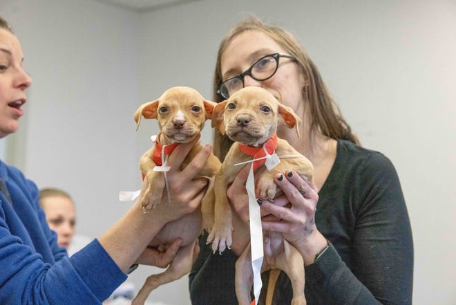 Grup mencari sumbangan untuk membantu merawat 133 anjing yang diselamatkan dari arena adu anjing