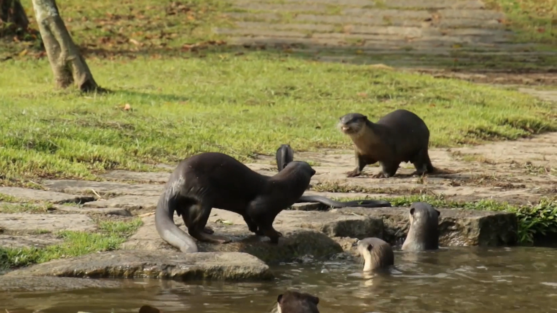 Brave, curious otters face off with deadly spitting cobra in viral video