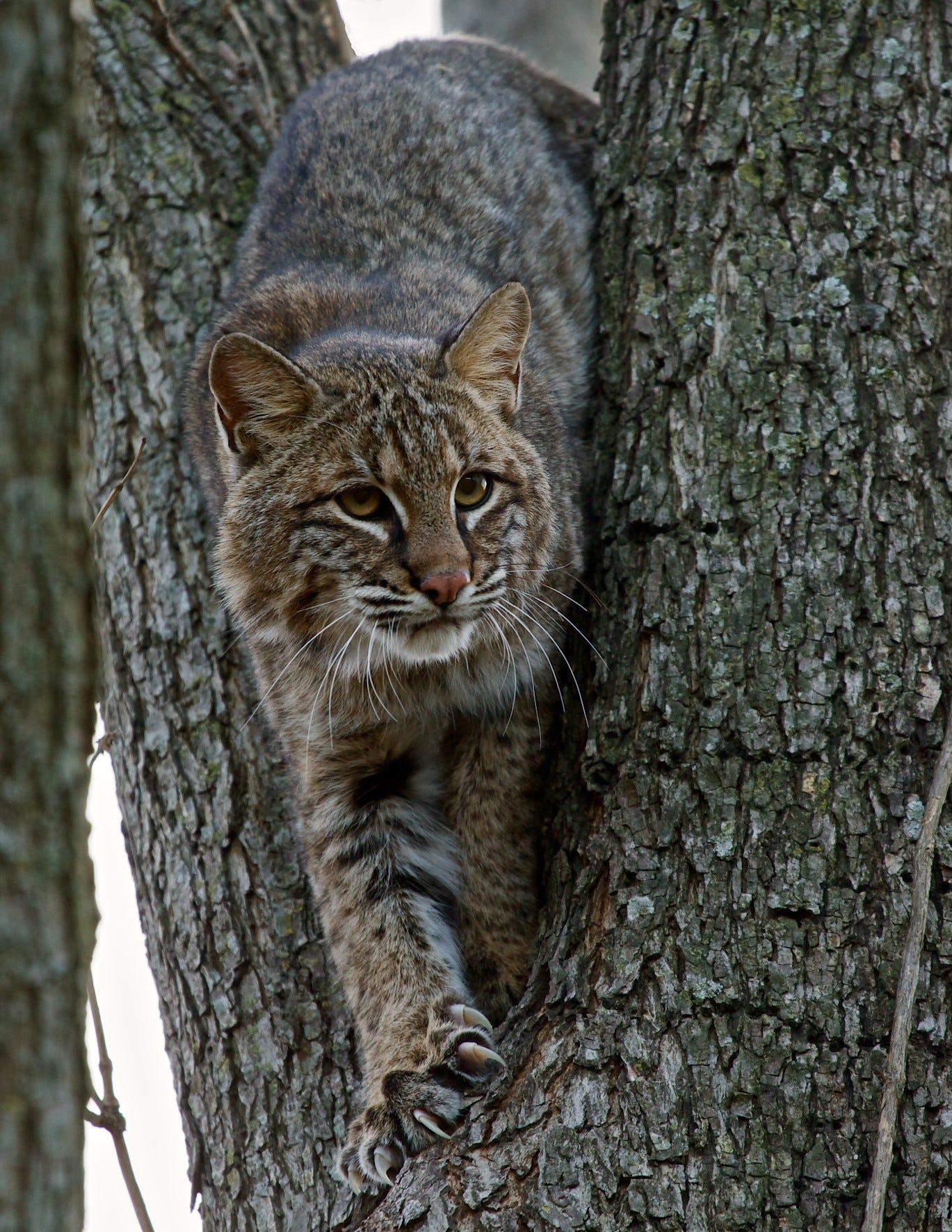 Bobcat found in Wellfleet: First confirmed sighting on Outer Cape Cod