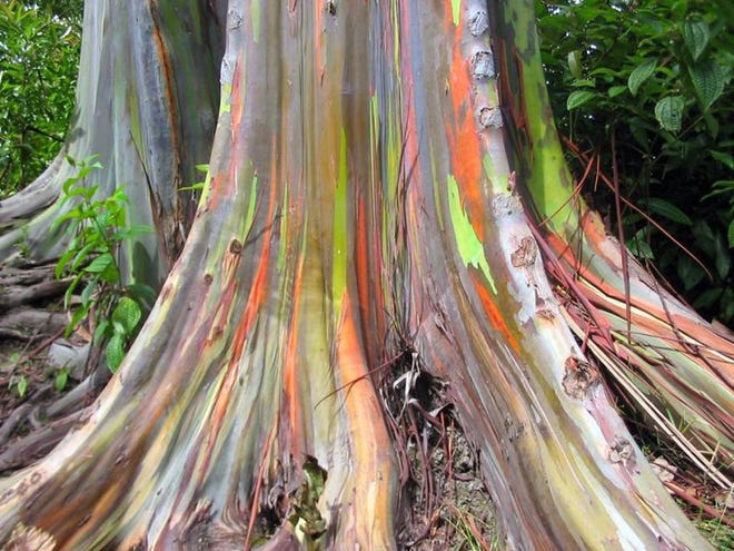 Rainbow eucalyptus bark constantly changes its colors.