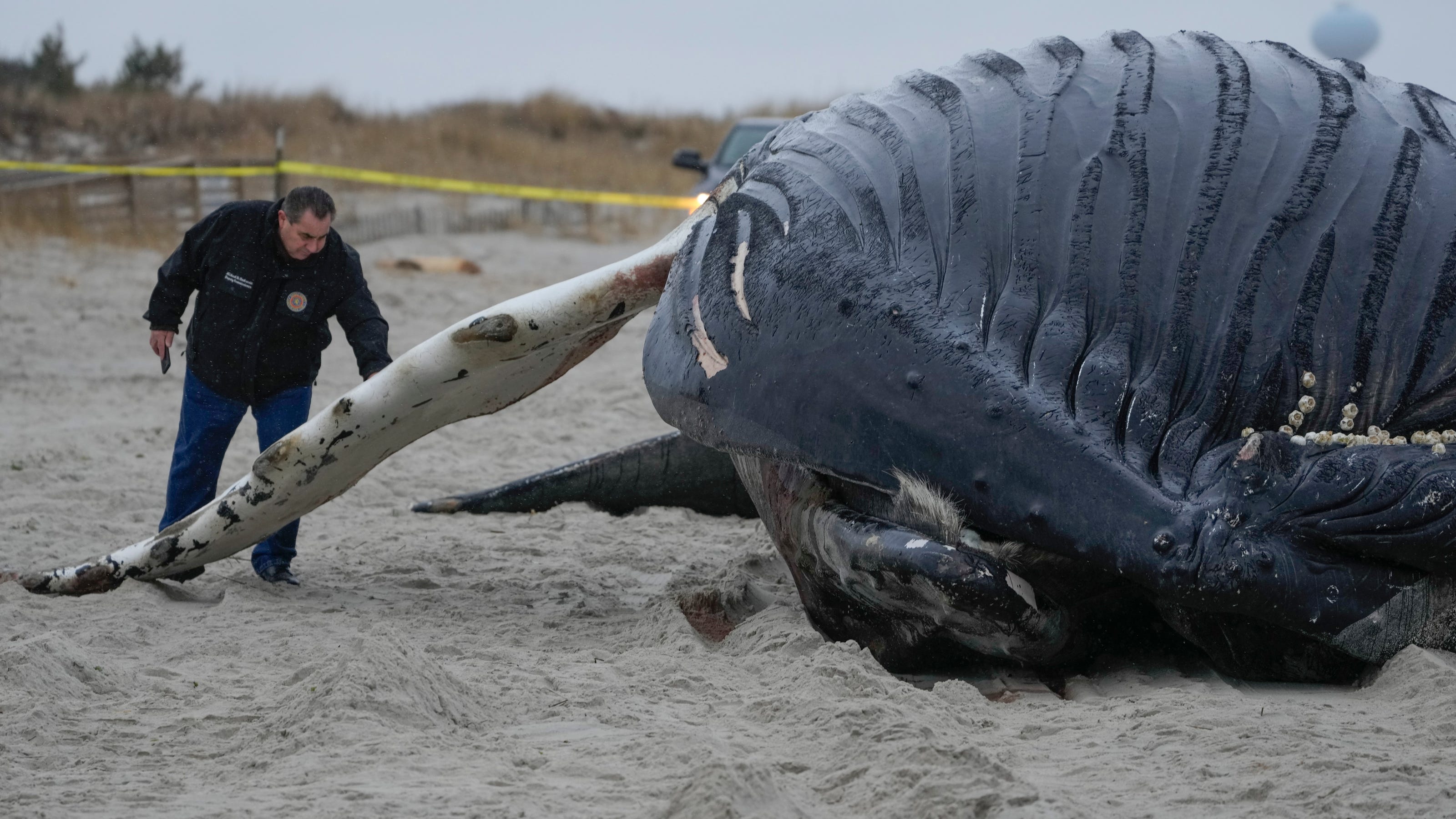 Growing group of mayors at odds with experts over whale deaths and offshore windmills