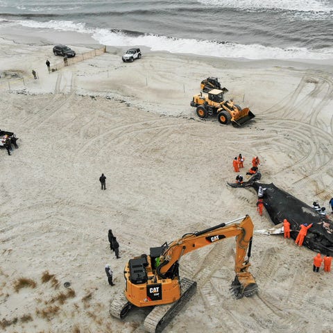 People work around the carcass of a dead whale in 