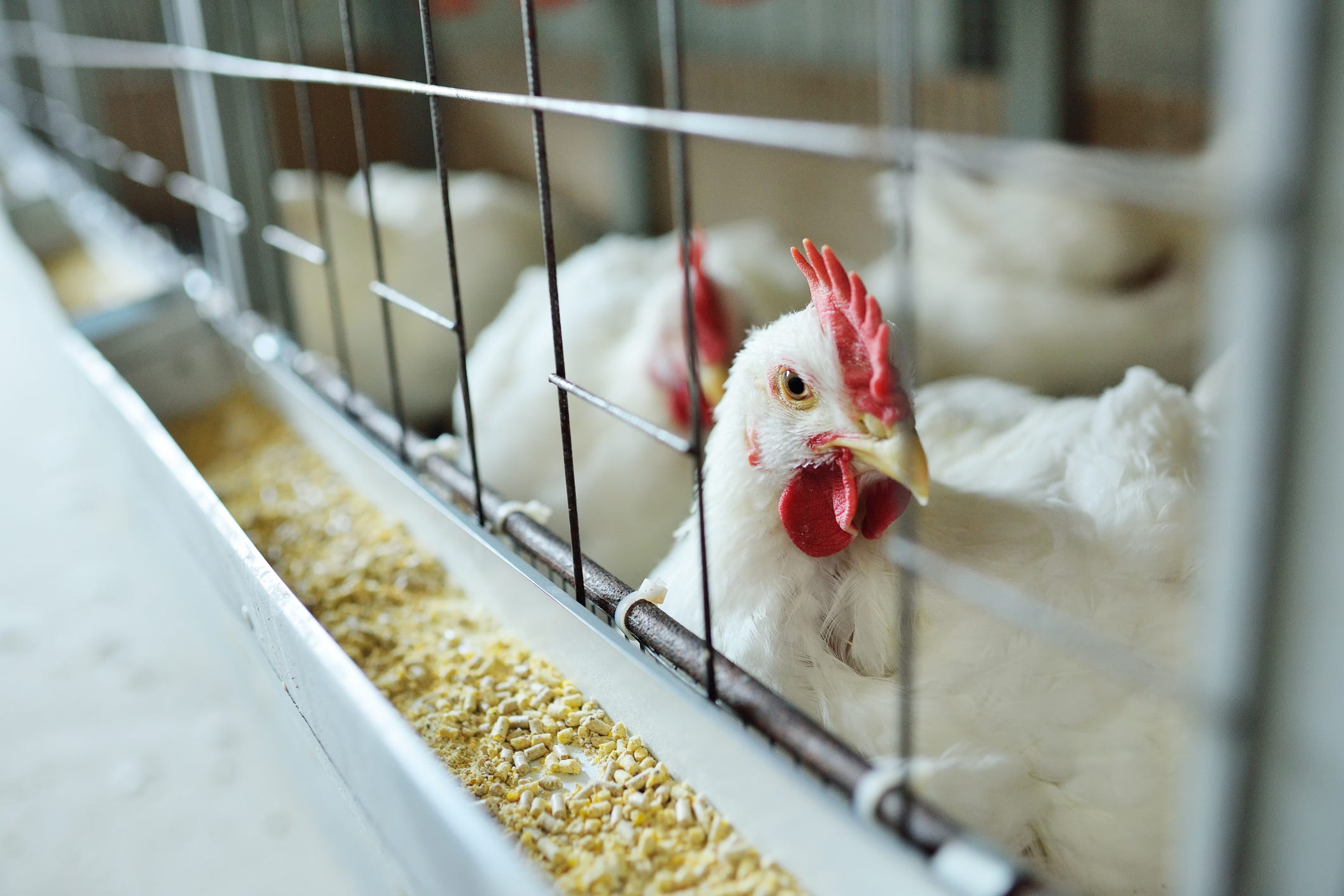Bird flu outbreak is spilling over into mammals. What does that mean for humans?