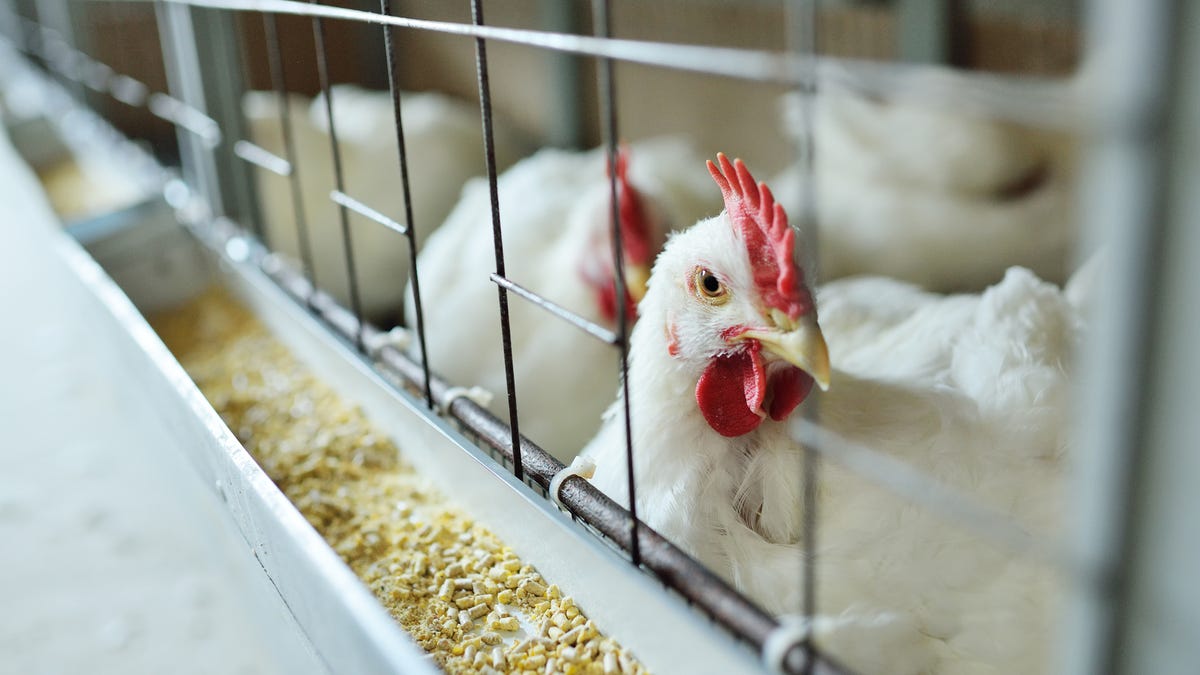 Bird flu H5N1 virus found in mammals. What does this mean for humans? - USA TODAY