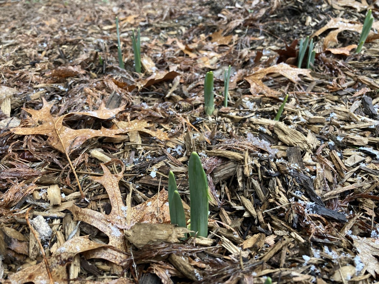 Spring bulbs popping up in winter won't die due to cold