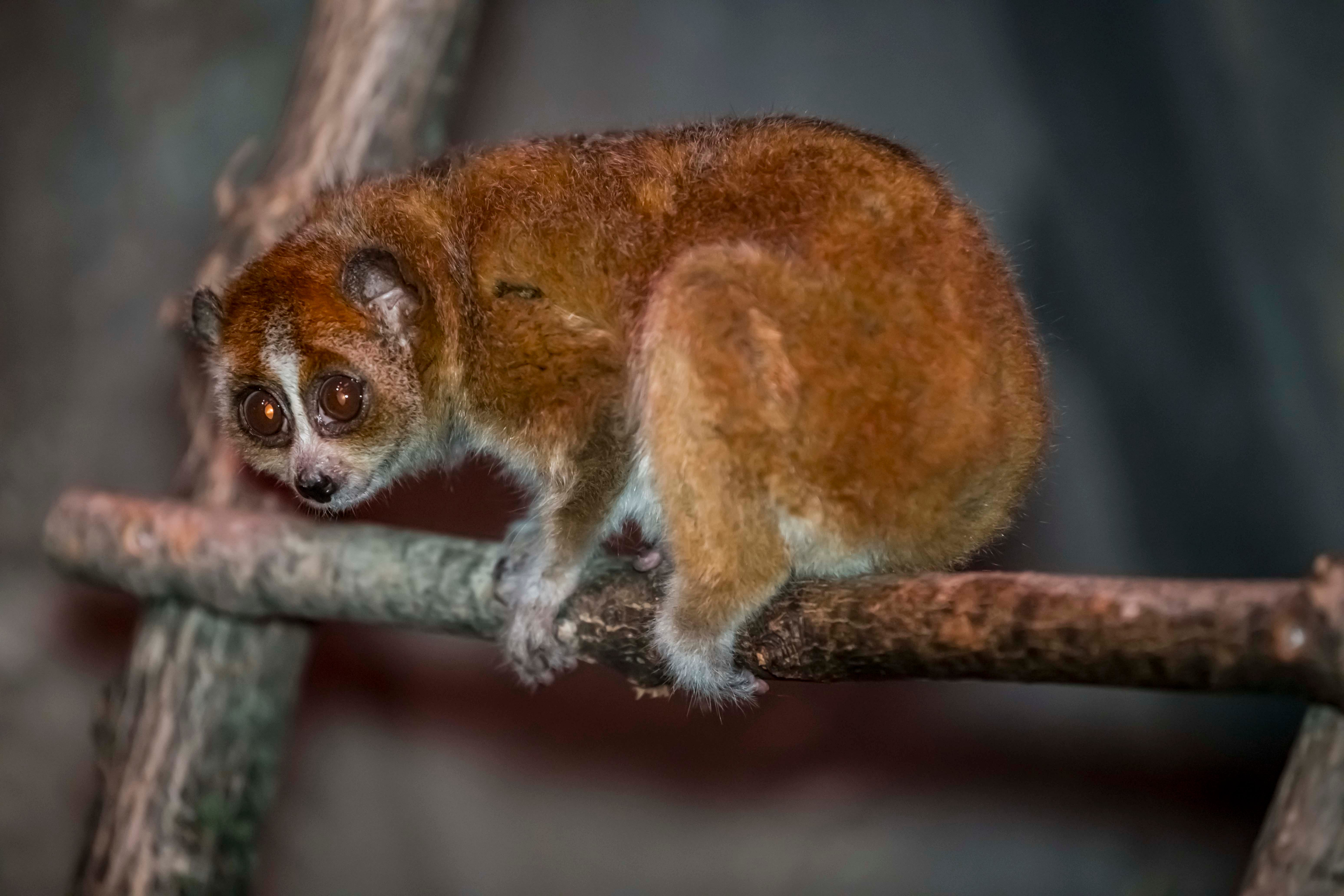 Milwaukee County Zoo slow lorises educate visitors about exotic pets Milwaukee County Zoo slow lorises educate visitors about exotic pets