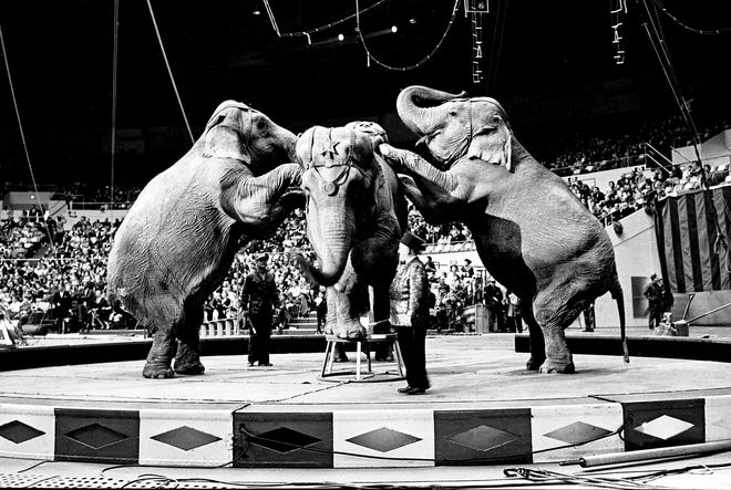 Elephants are seen performing in this Feb. 12, 1963 photo, at the Ringling Brothers and Barnum and Bailey Circus. Many circuses are ending or limiting their use of exotic animals in their shows.